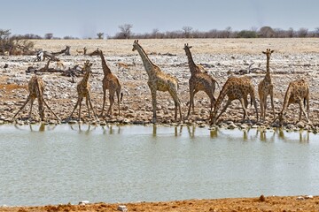 Giraffen in Okaukuejo
