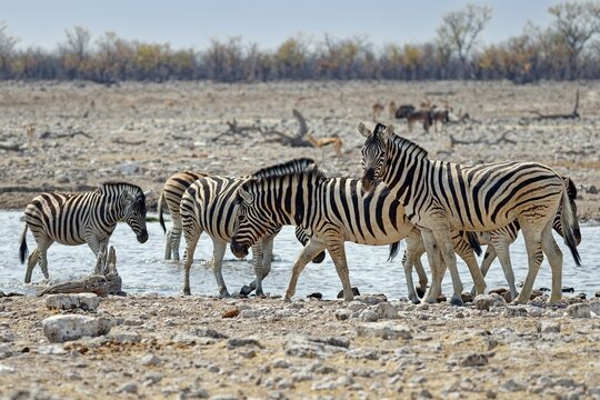 Zebras in Rietfontein