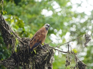 Black-collared hawk (Busarellus nigricollis) Accipitridae family. Amazon rainforest, Brazil.