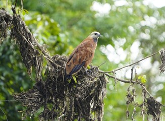 Black-collared hawk (Busarellus nigricollis) Accipitridae family. Amazon rainforest, Brazil.