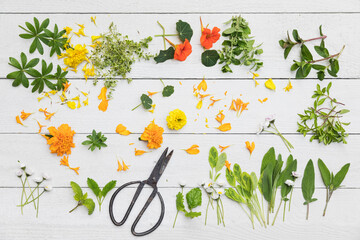 Collection of various herbs and edible flowers flat laid against white wooden surface