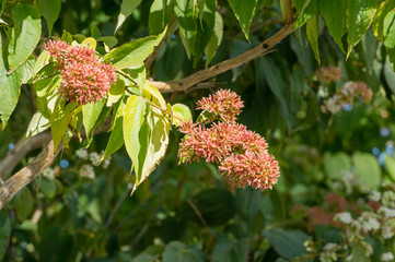 Close-up of flowering Heptacodium miconioides or Seven son flower trees in rest zone near the...