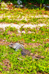 Mexican iguana lies on green grass nature forest of Mexico.