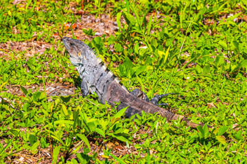 Mexican iguana lies on green grass nature forest of Mexico.
