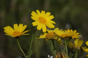 yellow flowers in the garden
