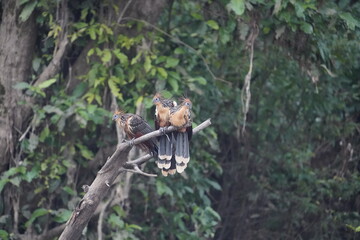 Hoatzin (Opisthocomus hoazin), also known as the reptile bird, skunk bird, stinkbird, or Canje pheasant. Opisthocomidae family. 
