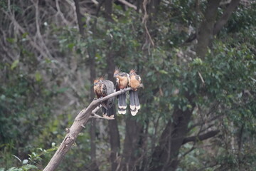 Hoatzin (Opisthocomus hoazin), also known as the reptile bird, skunk bird, stinkbird, or Canje pheasant. Opisthocomidae family. 