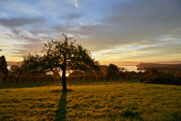Fototapeta na wymiar Baum im Morgenlicht