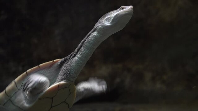A northern snake-necked turtle chelodina rugosa swims underwater