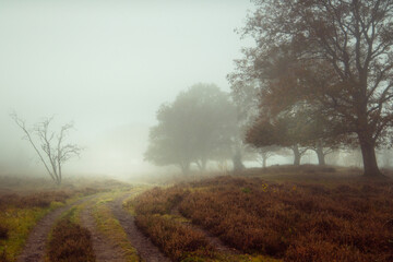 Misty morning in the forest