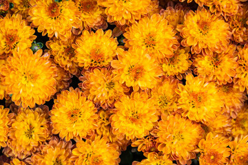 Close up of a group of orange flowers looking straight down at the blooms in natural light. - Powered by Adobe