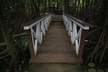 white wooden bridge in the middle of the mangrove forest