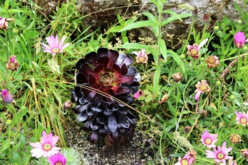 Aeonium amongst pretty flowers