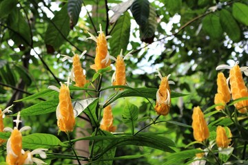 Golden plant flowers in leaves