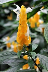 Single golden plant flower