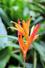 Close up of single heliconia 