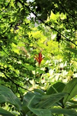 Heliconia amongst leaves