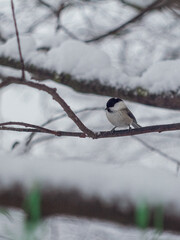 bird in the snow
