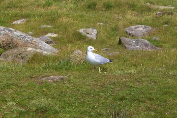 Seagull standing on grass