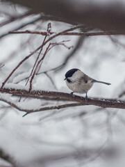 bird in snow