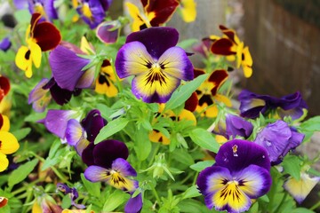 Yellow and Purple Pansies