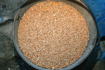 Wheat grains in a bucket, harvesting. Agribusiness and farming concept