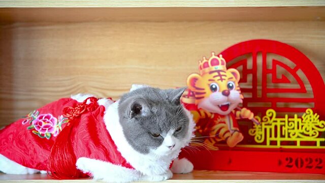 a cute cat with traditional Chinese new year dress and looking around with two tiger mascots nearby the Chinese means happy Chinese New Year no logo no trademark