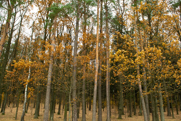 Fototapeta premium autumn in the park