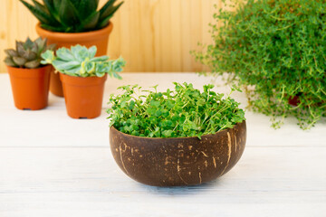 Healthy Microgreens Broccoli Sprouts in Ecological Coconut Bowl on a Green Plants Ceramic Pots Background. Concept of Food, Healthy Eating and Recycling Things and Reuse of Natural Resources