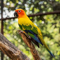 blue and yellow parrot