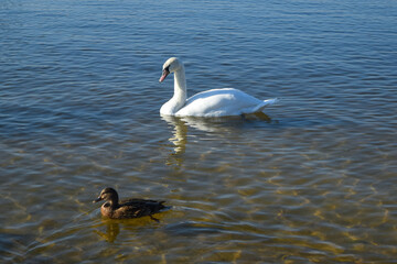  swan on the lake