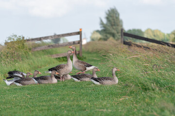 geese in the park
