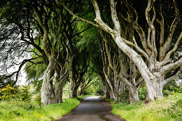 Spectacular Dark Hedges in County Antrim, Northern Ireland on cloudy foggy day. Avenue of beech...