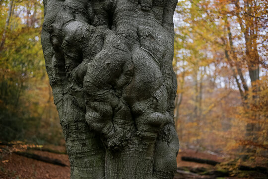 Knobby tree in autumn woodland