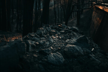 crocodile in the water