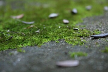 green moss on the stone