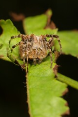 European garden spider on a leaf