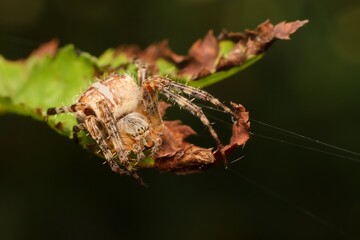 European garden spider on a leaf
