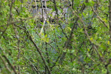 green leaves on a tree