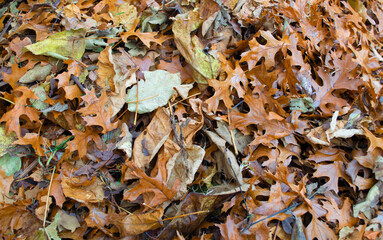 autumn leaves background