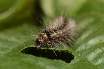 small caterpillar on a leaf