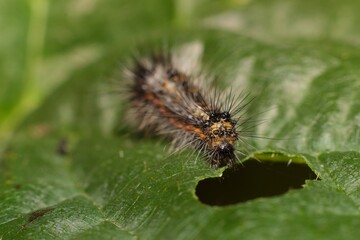 small caterpillar on a leaf