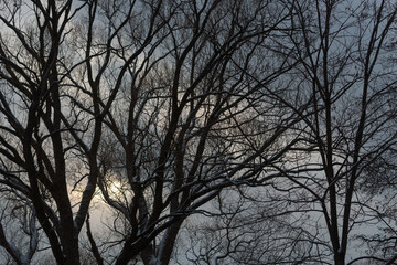 sunset in the forest