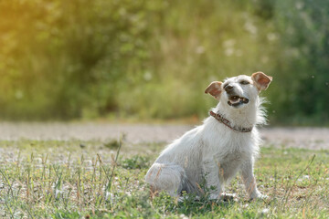 a long-haired Jack Russell Terrier sits beautifully on the side of the frame against the background of a green forest on a warm summer day