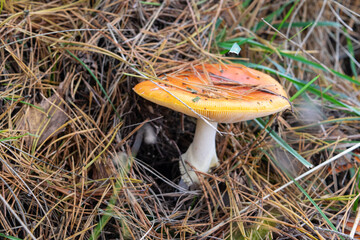 mushroom in the forest