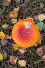 red mushroom in the forest