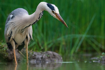 The grey heron (Ardea cinerea)