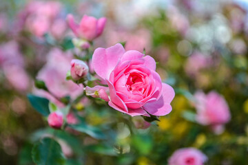 rose