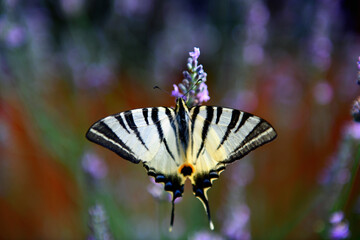 Butterfly 6