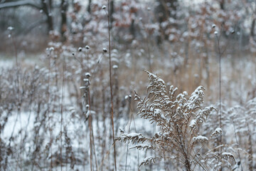 grass and dried wildflower stalks in the snow